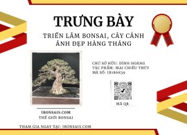Mai chiếu thủy