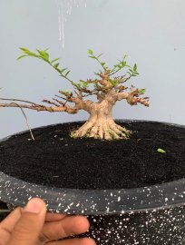 Mini Vietnamese water jasmine