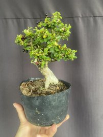 Sam núi trái mini già ạ