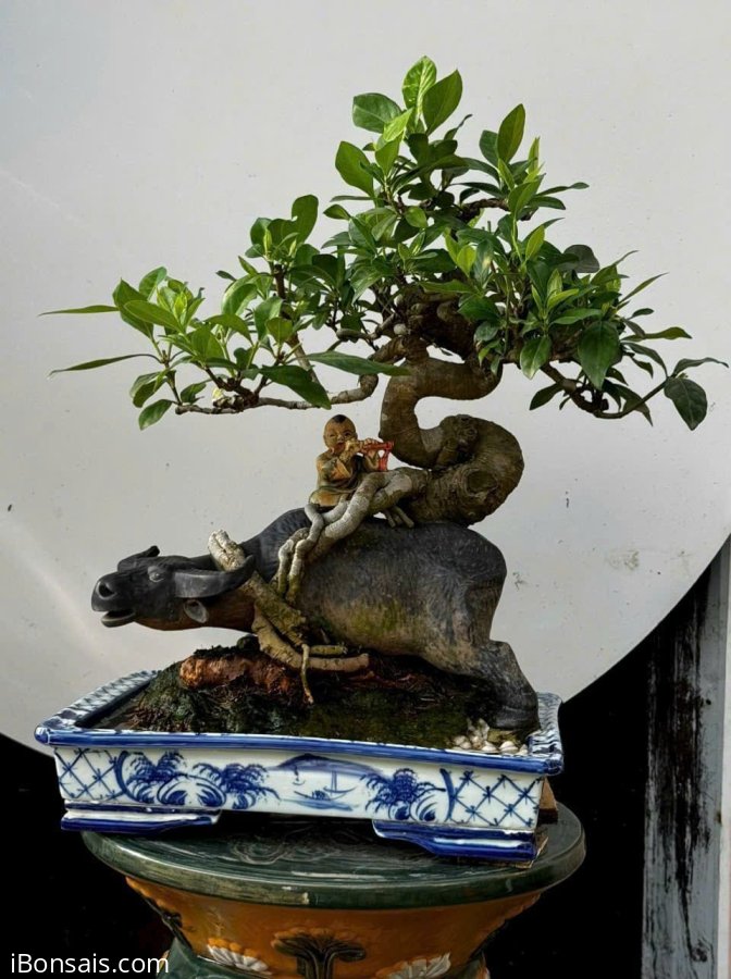 Dành dành thả nước