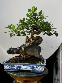 Dành dành thả nước