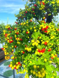 Hải châu trĩu quả