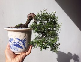 Em Hồng Nhật lại nở hoa...