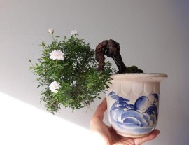 Em Hồng Nhật lại nở hoa...