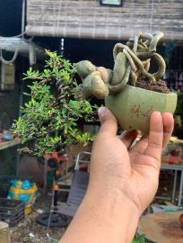 Linh sam 86 đổ treo mini cầm tay