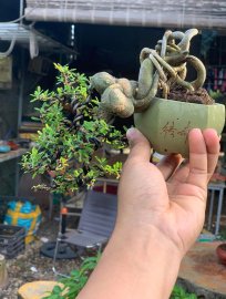 Linh sam 86 đổ treo mini cầm tay