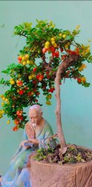 Xanh xanh đỏ đỏ, hải châu lá nhỏ trĩu quả