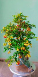 Xanh xanh đỏ đỏ, hải châu lá nhỏ trĩu quả