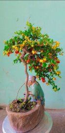 Xanh xanh đỏ đỏ, hải châu lá nhỏ trĩu quả