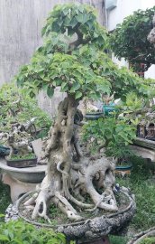 Bodhi Bonsai Tree
