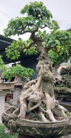 Bodhi Bonsai Tree