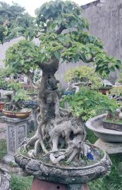 Bodhi Bonsai Tree