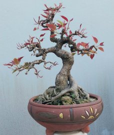 Ficus superba tree