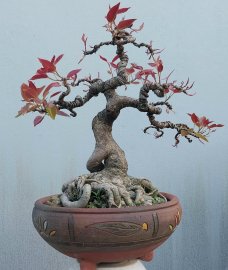 Ficus superba tree