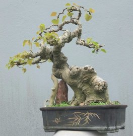 Bodhi Tree