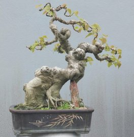 Bodhi Tree