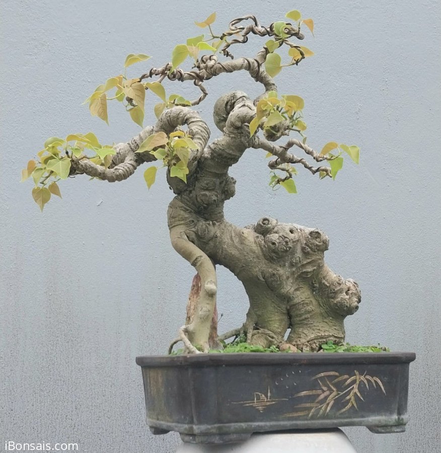 Bodhi Tree