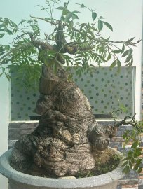 Mature golden apple tree