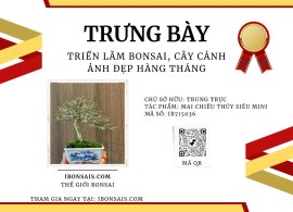 Vietnamese water jasmine, mini tree
