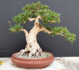 Linh sam