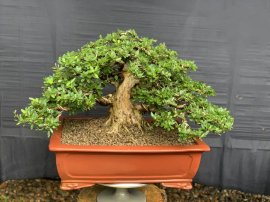 Linh sam sông hinh trực bin gl ae