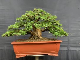 Linh sam sông hinh trực bin gl ae
