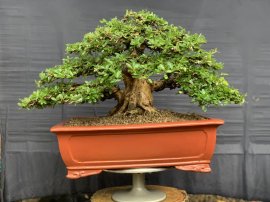 Linh sam sông hinh trực bin gl ae