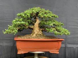 Linh sam sông hinh trực bin gl ae