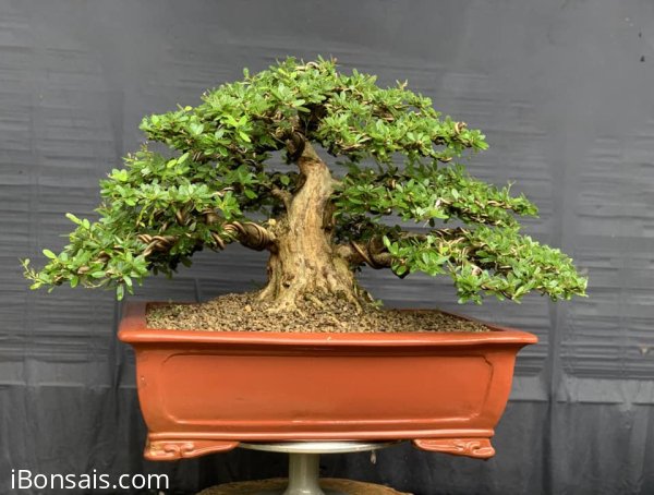 Linh sam sông hinh trực bin gl ae