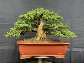 Linh sam sông hinh trực bin gl ae