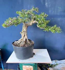 Sale mạnh bé này #350k cho ace về chăm sóc nhé