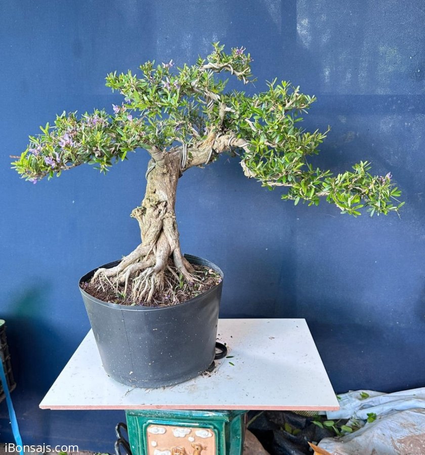 Sale mạnh bé này #350k cho ace về chăm sóc nhé