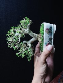 Sam hương indo