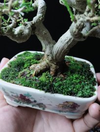 Sam hương indo