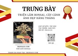 Quả sam sau khi ép chậu