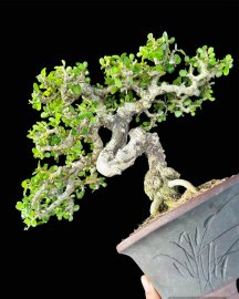 Mini antidesma acidum bonsai tree