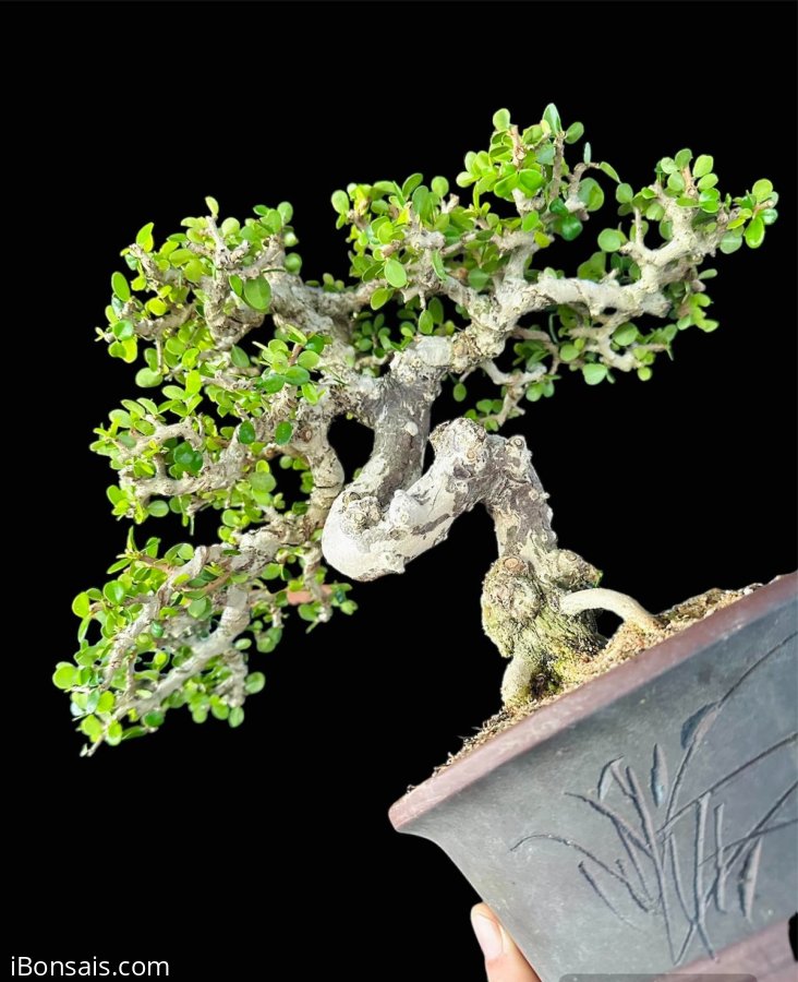 Mini antidesma acidum bonsai tree