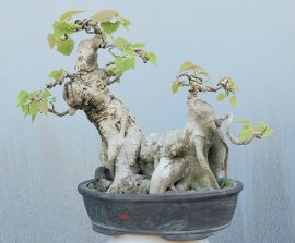 Bodhi Pre-Bonsai Tree