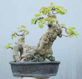 Bodhi Pre-Bonsai Tree