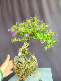 Linh sam giá mềm ạ