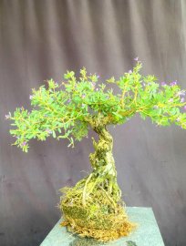 Linh sam giá mềm ạ