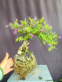 Linh sam giá mềm ạ
