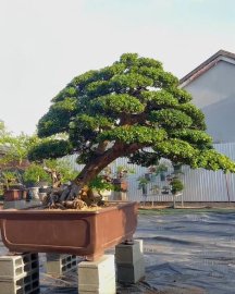 Siêu Hải Châu chia sẽ ae ngày mới !