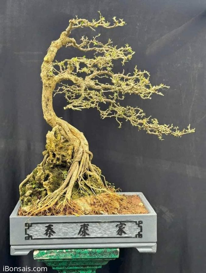 Linh sam Bạt phong