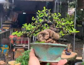 Củ trà phúc kiến mini