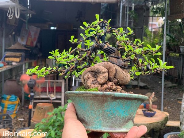 Củ trà phúc kiến mini