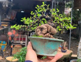 Củ trà phúc kiến mini