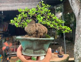 Củ trà phúc kiến mini
