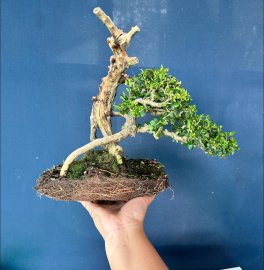 Antidesma acidum, super sale