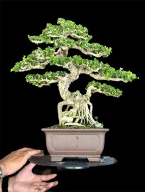 Antidesma acidum bonsai tree